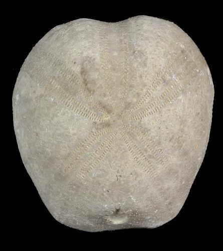 Toxaster Fossil Echinoid (Sea Urchin) - Agadir, Morocco #46409